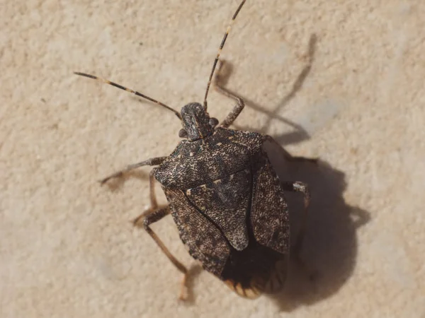 Insetto Marmorato Marrone Puzzolente Halyomorpha Halys Insetto Animale — Foto Stock