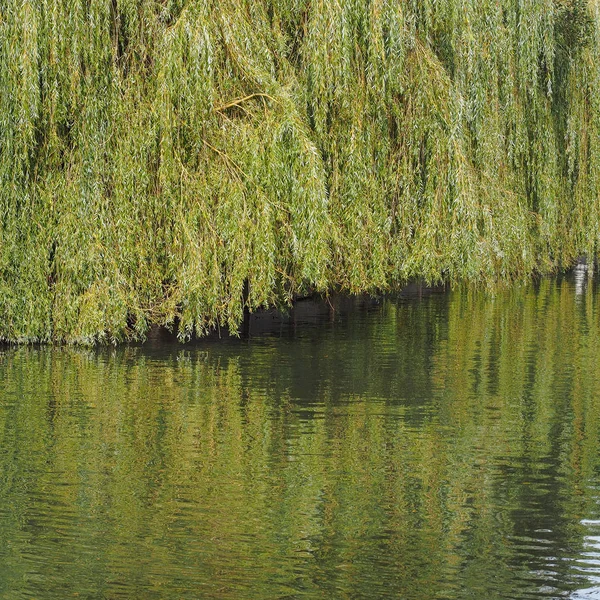 Ιτιά Στις Όχθες Του Ποταμού Cam Στο Cambridge Ηνωμένο Βασίλειο — Φωτογραφία Αρχείου