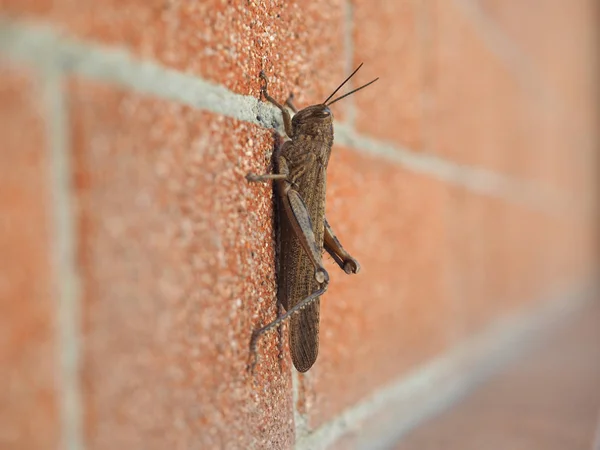 Çekirge Düz Kanatlılar Caelifera Böcek Hayvan Bir Duvar — Stok fotoğraf