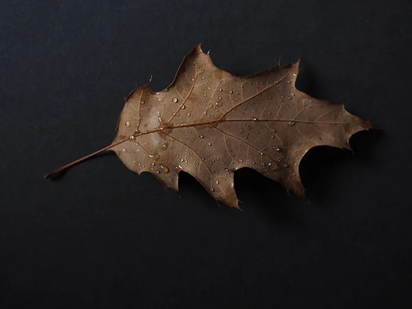 Regnet Droppar Fallna Löv Hösten — Stockfoto
