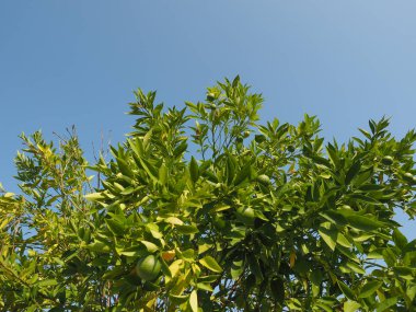 kireç (Citrus x latifolia) namı diğer İran limonu veya Şiraz veya Tahiti veya Bearss ağacı