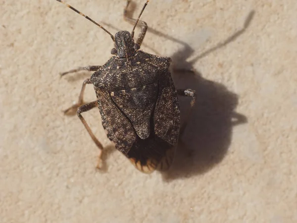 Bruine Gemarmoreerde Stinkende Wants Halyomorpha Halys Insecten — Stockfoto