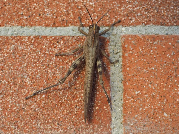 Çekirge Düz Kanatlılar Caelifera Böcek Hayvan Bir Duvar — Stok fotoğraf