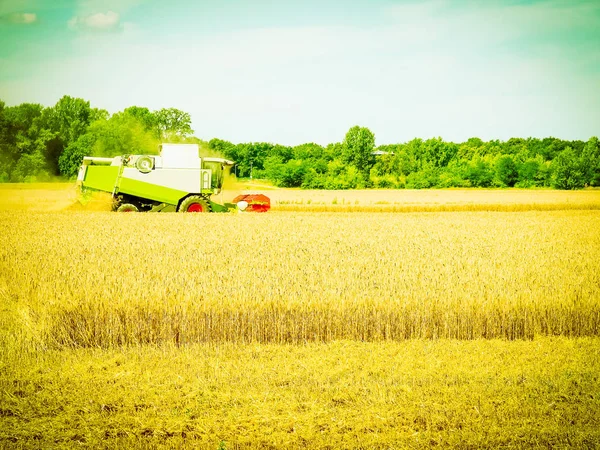 Bir alanda arpa bira üretim vintage retro için hasat