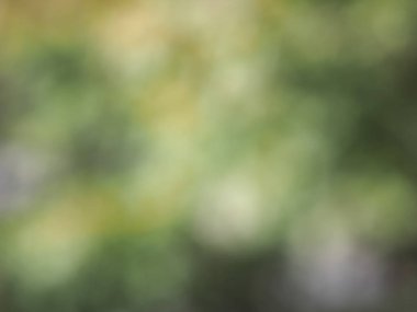 soyut yeşil bulanıklık arka plan olarak kullanışlı