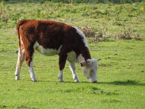 Bovini Domestici Aka Mammiferi Domestici Della Mucca Prato — Foto Stock