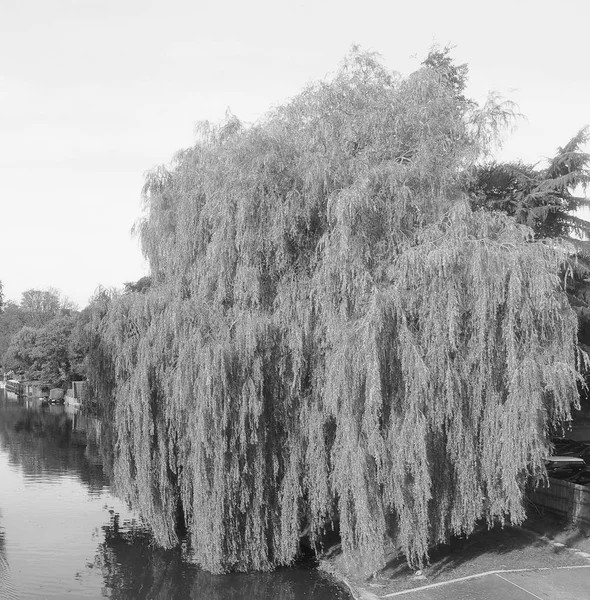 白と黒のケンブリッジ 英国の川カムのビュー — ストック写真