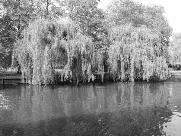 Weeping Willow Banks River Cam Cambridge Black White — Stock Photo, Image