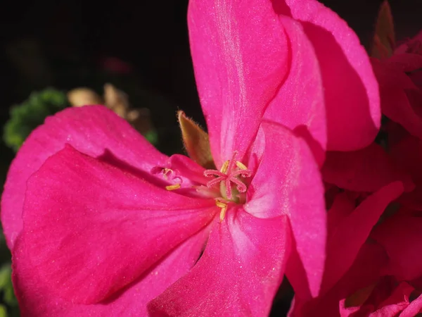 Pink Geranium Geraniales Aka Cranesbill Flower Bloom Close Macro View — Stock Photo, Image