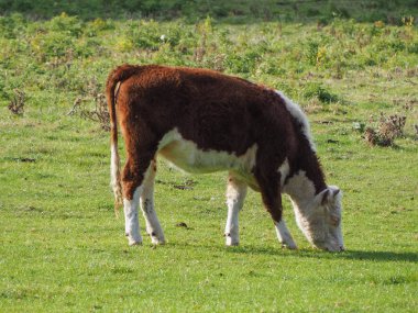 yerli sığır aka inek memeli hayvan bir çayırda Evcil