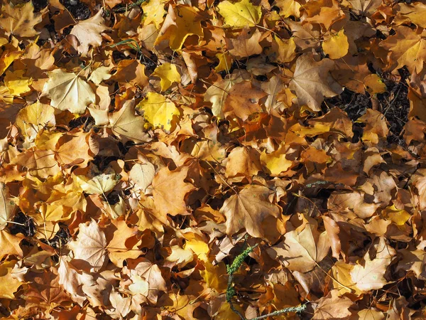 Fallendes Laub Herbst Auf Einer Wiese Als Hintergrund Nützlich — Stockfoto