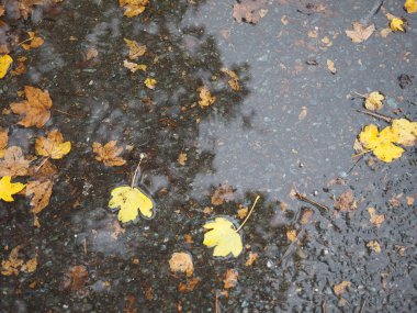 yağmur su birikintisi arka plan olarak yararlı kahverengi düşen yaprakları