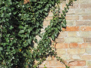 sarmaşık (Hedera) bitkisi arka plan olarak kullanışlıdır