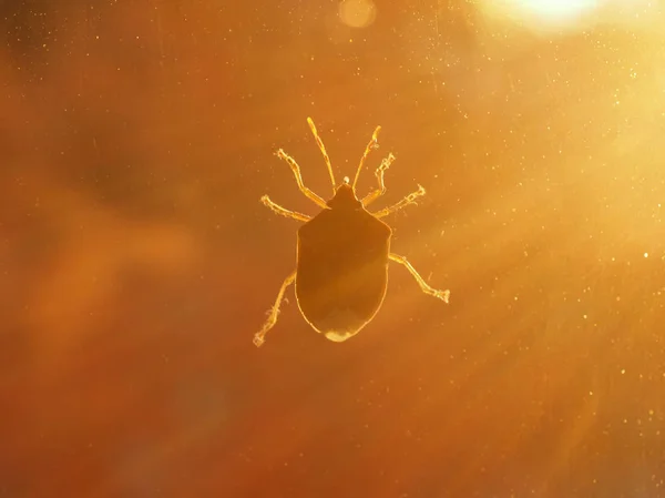 Brote Marmorated Stink Bug Halyomorpha Halys Animal Phylum Euarthropoda Hexapoda — Foto de Stock