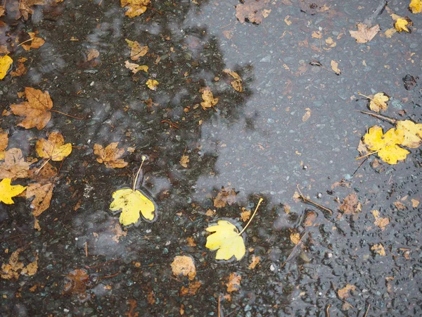 yağmur su birikintisi arka plan olarak yararlı kahverengi düşen yaprakları