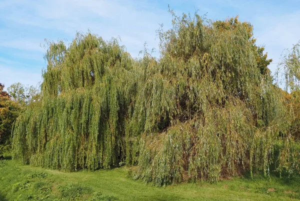 Trauerweide Salix Babylonica Alias Babylon Weidenbaum — Stockfoto