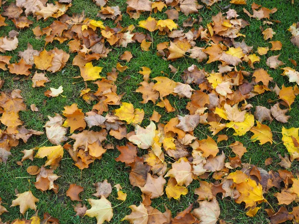 Fallen Leaves Autumn Meadow Useful Background Stock Picture