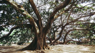 Moreton Bay incir (Ficus macrophylla) aka Avustralya Hint inciri ağacı