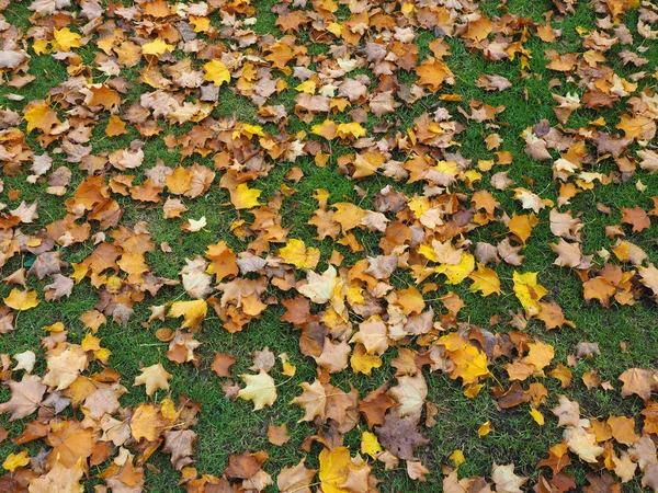 Fallen Leaves Autumn Meadow Useful Background — Stock Photo, Image