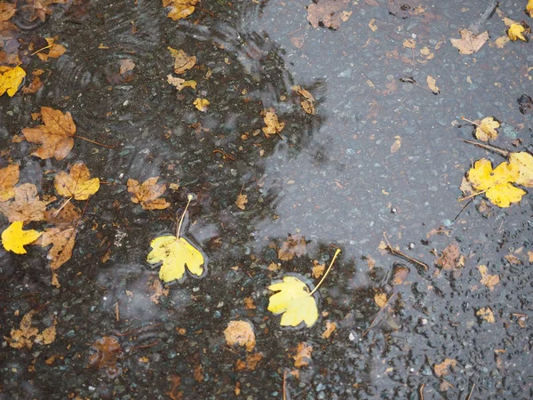 Folhas Caindo Marrom Poça Água Chuva Útil Como Fundo — Fotografia de Stock