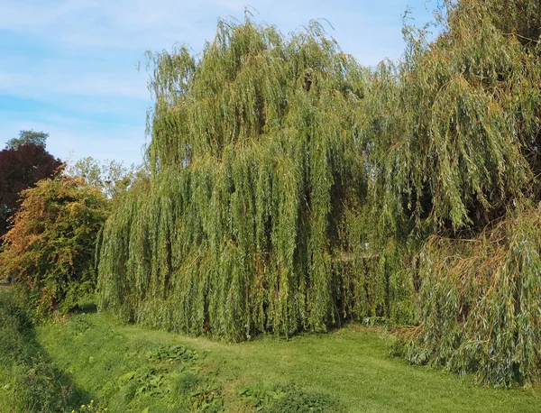 Weeping Willow Salix Babylonica Aka Babylon Willow Tree — Stock Photo, Image