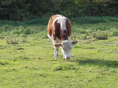 yerli sığır aka inek memeli hayvan bir çayırda Evcil