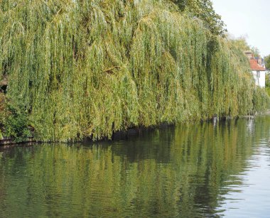 Willow Cambridge, İngiltere'de Cam Nehri kıyısında ağlayan