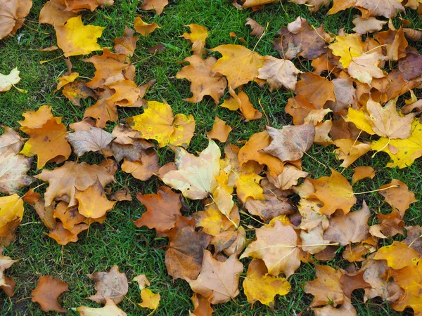 Fallen Leaves Autumn Meadow Useful Background — Stock Photo, Image