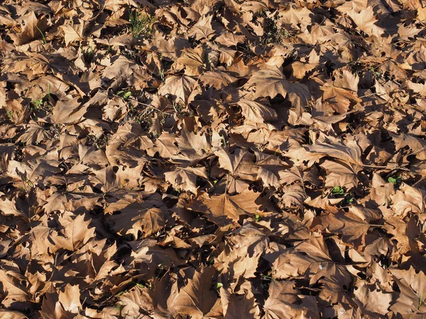 Brown Leaves Texture Useful Background — Stock Photo, Image