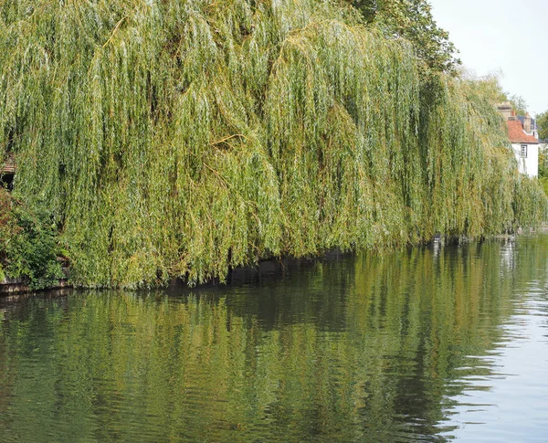 Wierzba Nad Brzegiem Rzeki Cam Cambridge Wielka Brytania — Zdjęcie stockowe