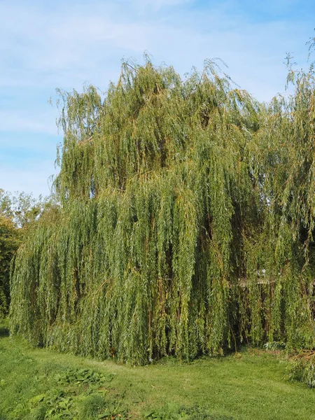 Ağlayan Söğüt Salix Bablonica Namı Diğer Babil Söğüt Ağacı — Stok fotoğraf