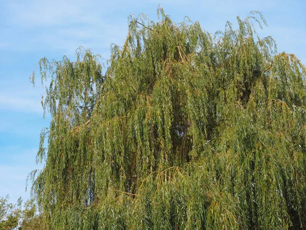 Gråtande Pilträd Salix Babylonica Aka Babylon Pilträd — Stockfoto