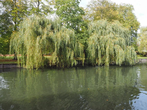 Trauerweide Ufer Des Flusses Cam Cambridge Großbritannien — Stockfoto