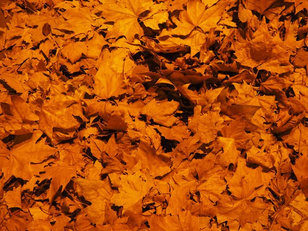 Brown Leaves Texture Useful Background — Stock Photo, Image