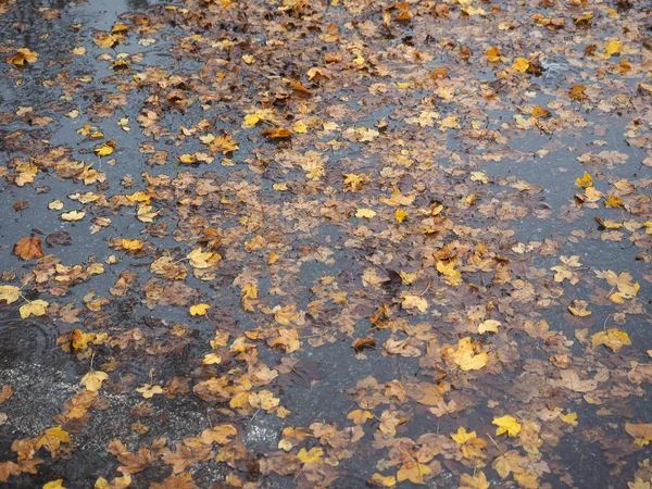 Brun Fallande Löv Regn Vattenpöl Användbar Som Bakgrund — Stockfoto
