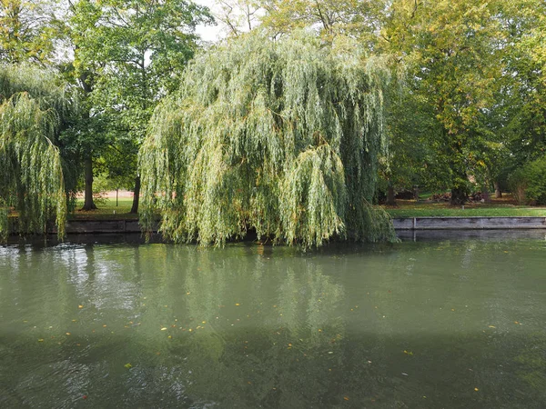 Smuteční Vrba Březích Řeky Cam Cambridge Velká Británie — Stock fotografie