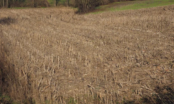Użyteczne Jako Tło Upraw Brązowej Ziemi Pole Powierzchni Kukurydzy — Zdjęcie stockowe