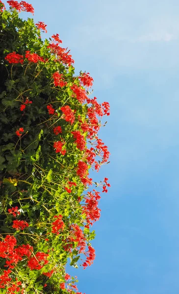 Geranio Rosso Geraniales Aka Gru Fiore Fioritura Sopra Cielo Blu — Foto Stock