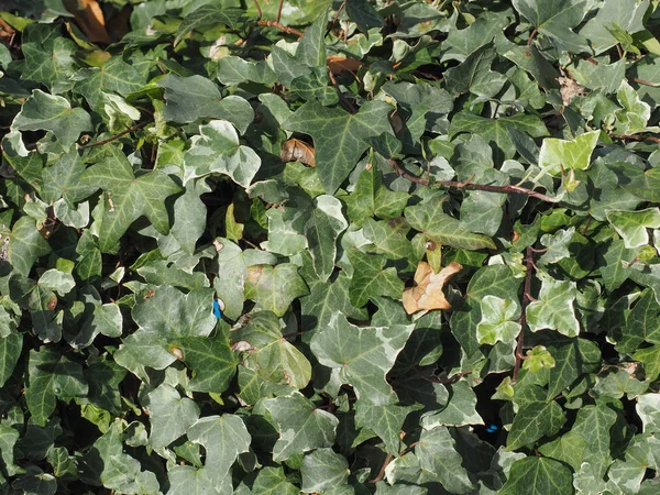 Murgröna Hedera Växt Användbar Som Bakgrund — Stockfoto
