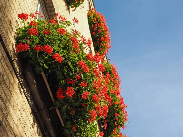 青い空の上で赤いゼラニウム フウロソウ目 別名クレインズビル花を咲かせ — ストック写真