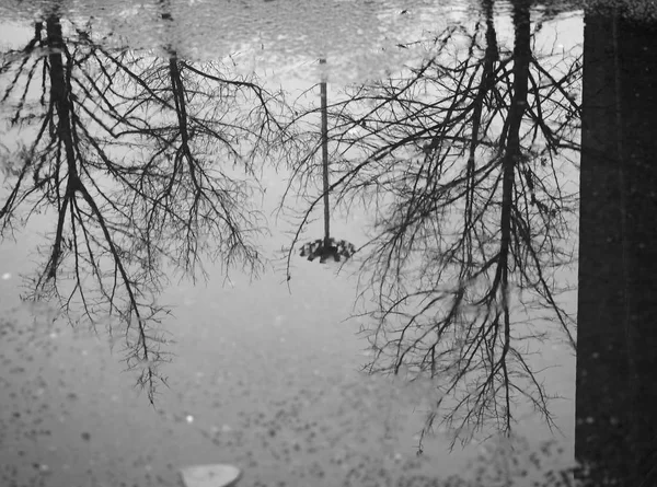 Trees Reflected Puddle Rain — Stock Photo, Image