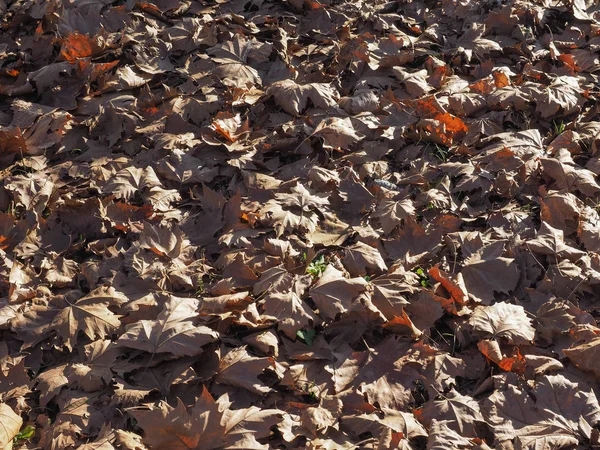 Brown Leaves Texture Useful Background — Stock Photo, Image