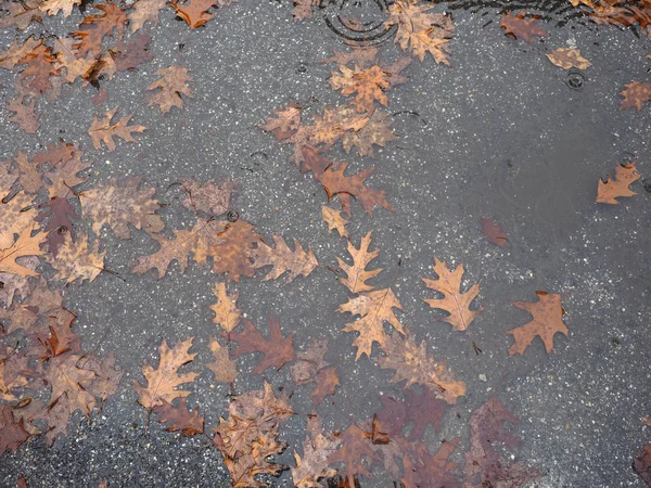 brown falling leaves in rain water puddle useful as a background