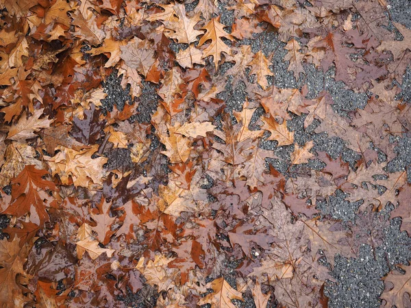 Bruine Vallende Bladeren Textuur Nuttig Als Achtergrond — Stockfoto