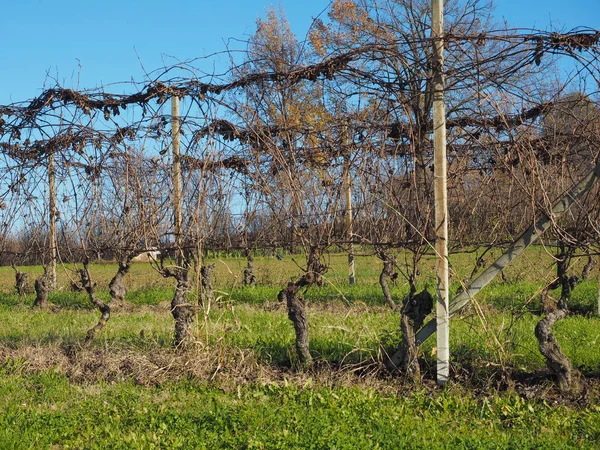Pohled Roero Kopců Piemontu Slavný Pro Své Vinice Vína Barolo — Stock fotografie