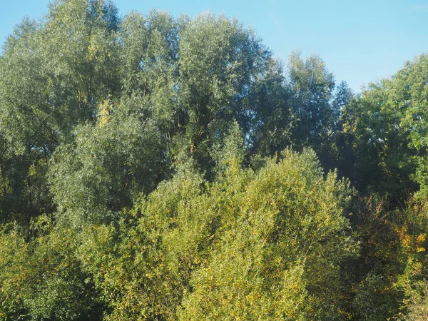 Tree Leaves Greenery Useful Background — Stock Photo, Image