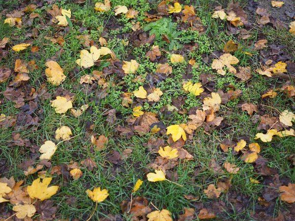 Brown Falling Leaves Texture Useful Background — Stock Photo, Image