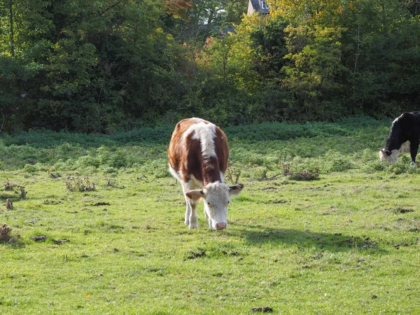 Nötkreatur Coe Fen Ängsmark Område Vid Floden Cam Cambridge — Stockfoto