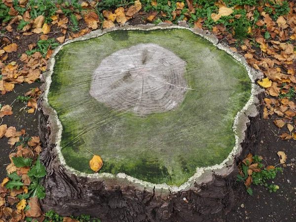 Forntida Träd Tvärsnitt Med Synliga Årliga Växtringar — Stockfoto