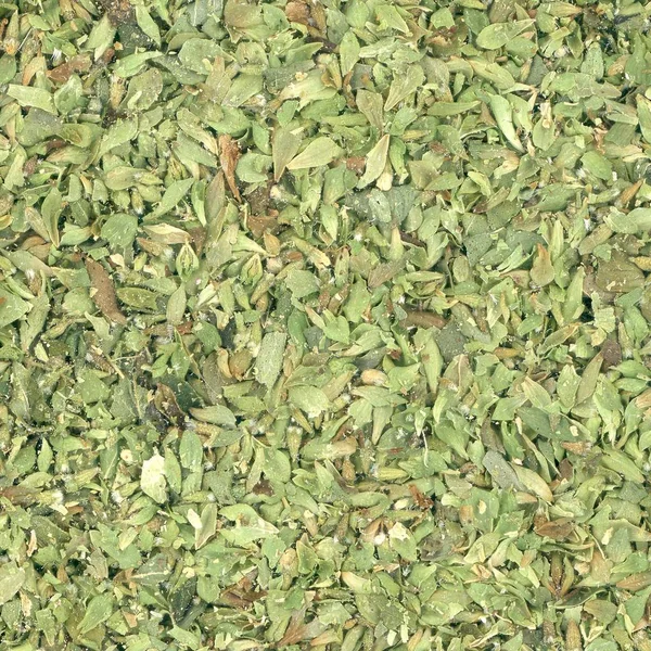 Oregano Origanum Vulgare Bitkisi Namı Diğer Yabani Marjoram Veya Tatlı — Stok fotoğraf